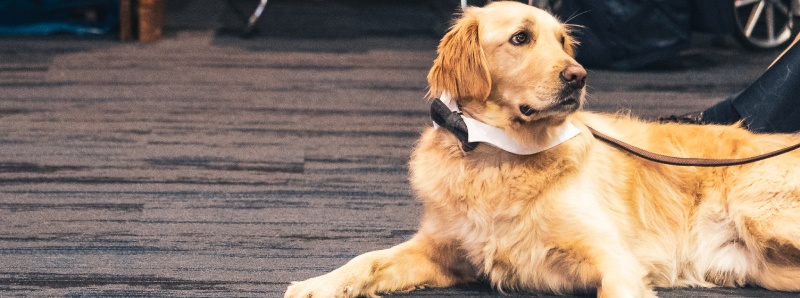 Wedding Photographer Ayrshire